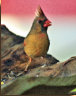 Female Northern Cardinal