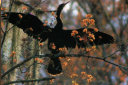 Male Anhinga