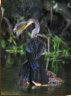 Female Anhinga w/meal.