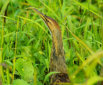 American Bittern