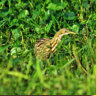 American Bittern