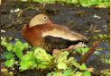 Black Bellied Whistling Duck