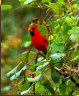 Male Northern Cardinal