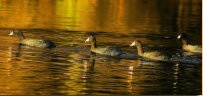 American Coots