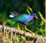 Purple Gallinule