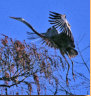 Great Blue Heron