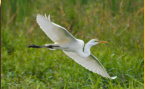 Egret