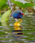 Purple Gallinule