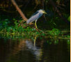 Black Crowned Night Heron