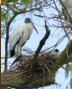 Wood Stork