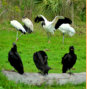 Black Vultures/Wood Storks