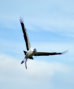 Wood Stork