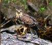 Juvenile Snail Kite