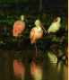 Rosette Spoonbills/Ibis