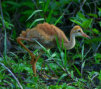 Sandhill Crane Colt