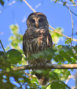 Barred Owl