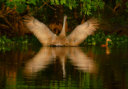 Sandhill Cranes