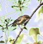 Carolina Wren