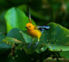 Yellow Warbler