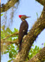 Pileated Woodpecker