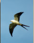 Swallow Tailed Kite