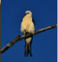 Swallow Tailed Kite