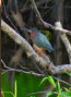 Green Heron