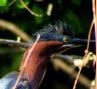 Green Heron