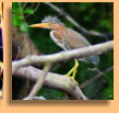 Juvenile Green Heron