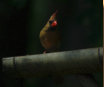 Northern Cardinal