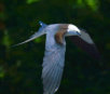 Swallowed Tailed Kite