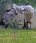 Sandhill Crane