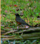 Red Brested Robin