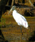 Wood Stork