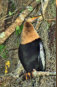 Female Anhinga