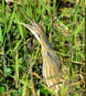 American Bittern