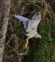 Black Crowned Night Heron