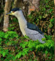 Black Crowned Night Heron