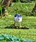 Black Crowned Night Heron