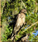 Juvenile Red Sholdered Hawk