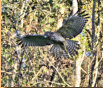 Juvenile Red Sholdered Hawk