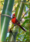 Northern Cardinal