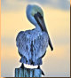 Brown Pelican