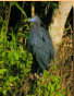 Little Blue Heron