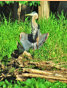 Great Blue Heron