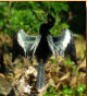 Male Anhinga