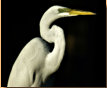 Egret