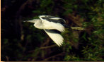 Juvenile Blue Heron