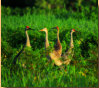 Sandhill Cranes