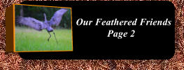 Our Feathered Friends Page 2